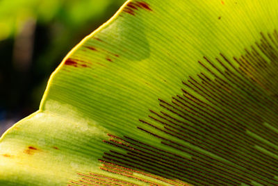 Cropped image of banana leaf with natural pattern