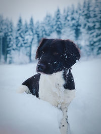 View of a dog on snow