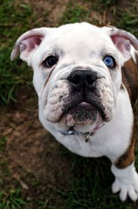 High angle view of dog on field