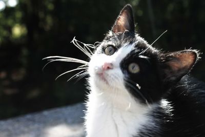 Close-up of a cat looking away