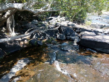 River flowing through rocks in forest