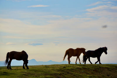 Horses on a field