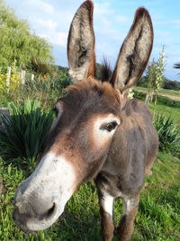Head of a  curious donkey