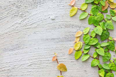 Directly above shot of leaves on table