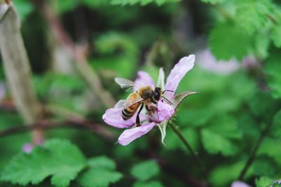 Close-up of bee on pink flower