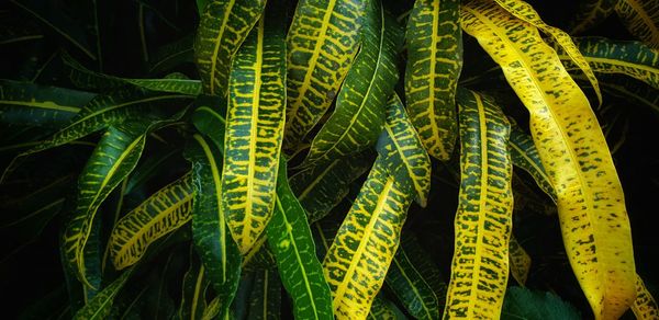Close-up of fern leaves