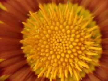 Close-up of yellow flowers