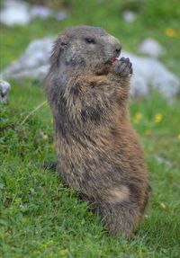 Close-up of rabbit on field