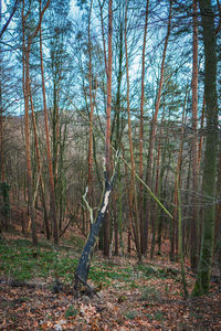 Trees in forest