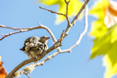 Low angle view of bird perching on tree against sky