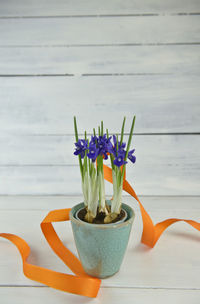 Close-up of potted plant on table
