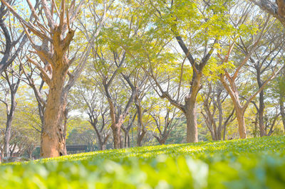 Trees in park