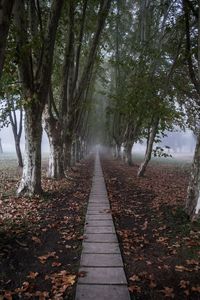 Dirt road amidst trees in forest during autumn