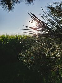 Low angle view of silhouette tree on field against sky