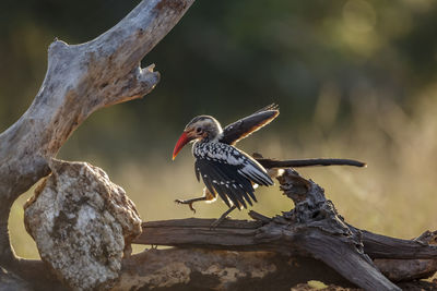 Close-up of bird perching on tree