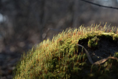 Close-up of moss growing on field