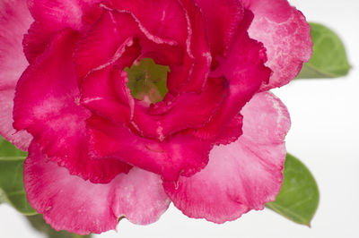 Close-up of pink rose flower