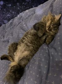 High angle view of cat sleeping on bed