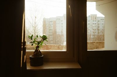 Potted plant on window sill of house