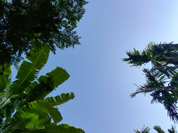 Low angle view of palm tree against clear blue sky