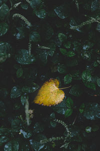 Close-up of autumn leaves in forest