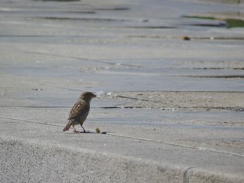 Close-up of bird