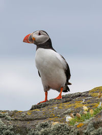 Bird perching on rock