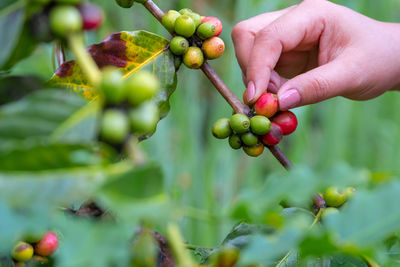 Close-up of berries growing on plant