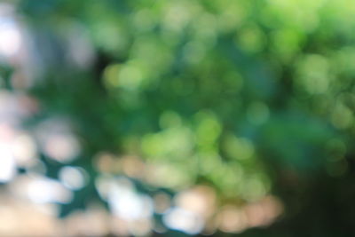 Defocused image of tree