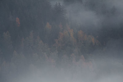 Full frame shot of trees in forest