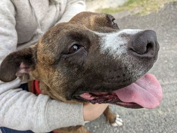 Close-up of hand holding dog