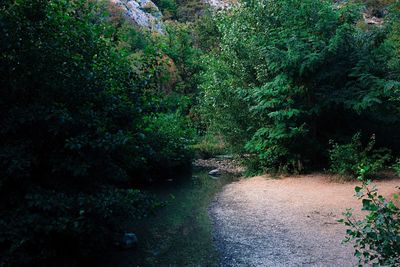 View of river with trees in background