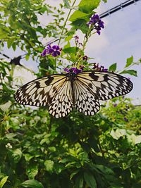 Close-up of butterfly on flower