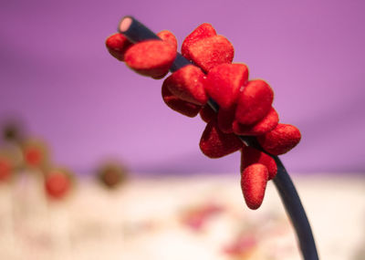 Close-up of flowers in water