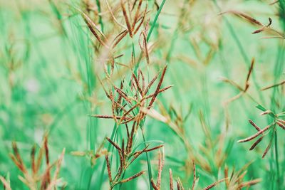 Close-up of wheat plants on field