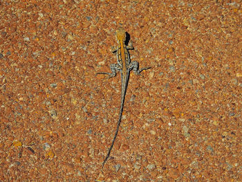 High angle view of insect on wall