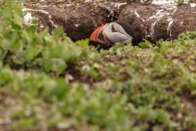 Close-up of puffin peaking out of its burrow