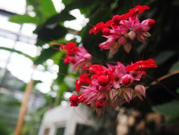 Close-up of red flowering plant