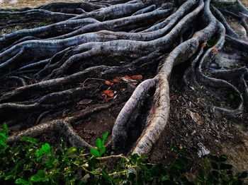 High angle view of tree roots on field