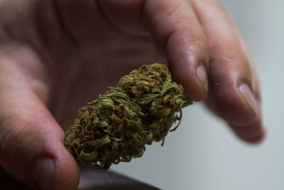 Close-up of person holding marijuana
