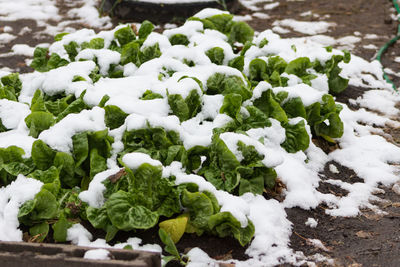 Close-up of snow covered plants on land