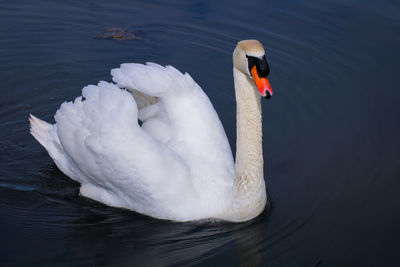 Swan floating on lake