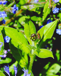 Close-up of insect on leaf