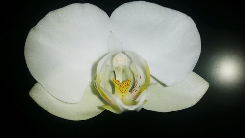 Close-up of white rose flower against black background