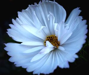 Close-up of white daisy against black background