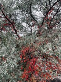 Low angle view of trees in forest during autumn