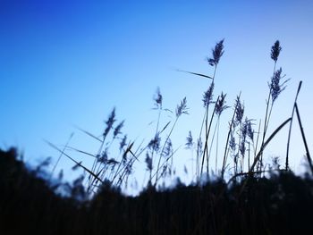 Close-up of plants against clear blue sky