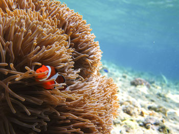 Fish swimming in sea