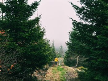 Man by trees in forest against sky