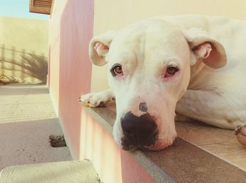 Portrait of a dog